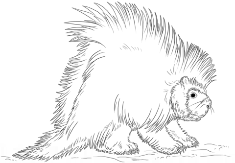 North American Porcupine Coloring Page